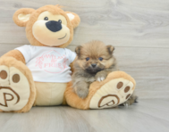 6 week old Pomeranian Puppy For Sale - Windy City Pups