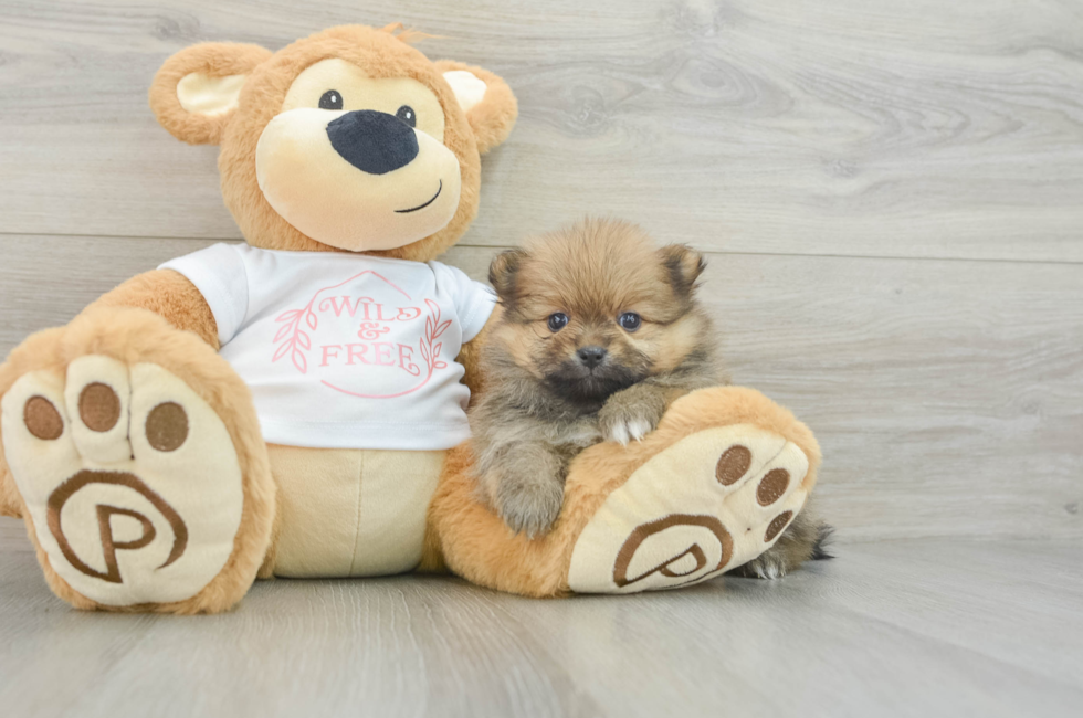 5 week old Pomeranian Puppy For Sale - Windy City Pups