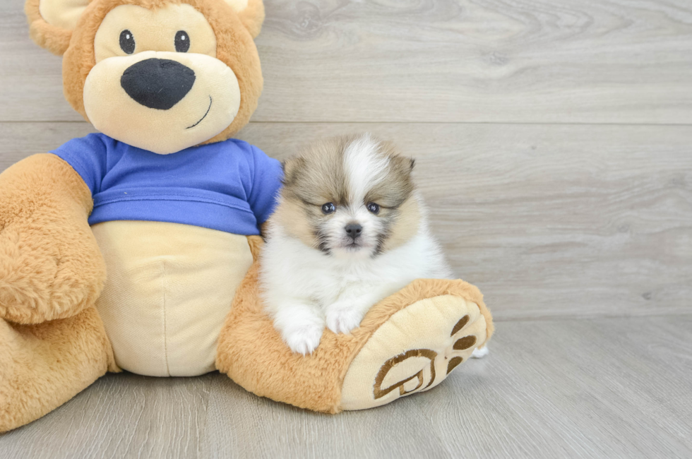 7 week old Pomeranian Puppy For Sale - Windy City Pups