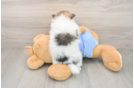 Cute Pom Pom Purebred Puppy