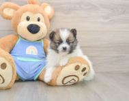 7 week old Pomeranian Puppy For Sale - Windy City Pups