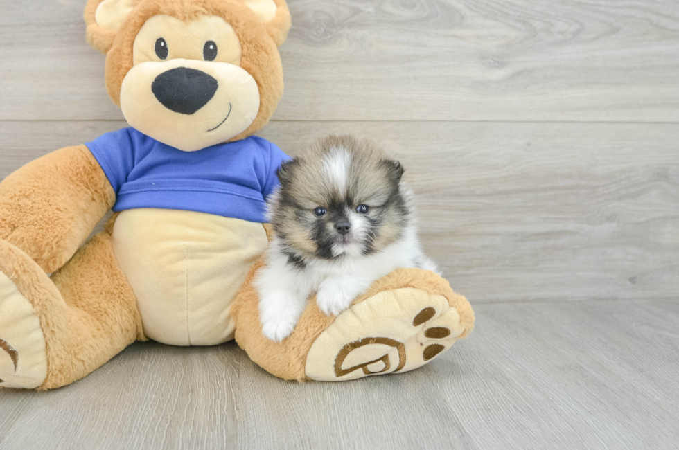 7 week old Pomeranian Puppy For Sale - Windy City Pups