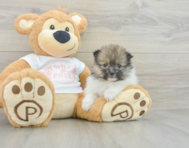 7 week old Pomeranian Puppy For Sale - Windy City Pups