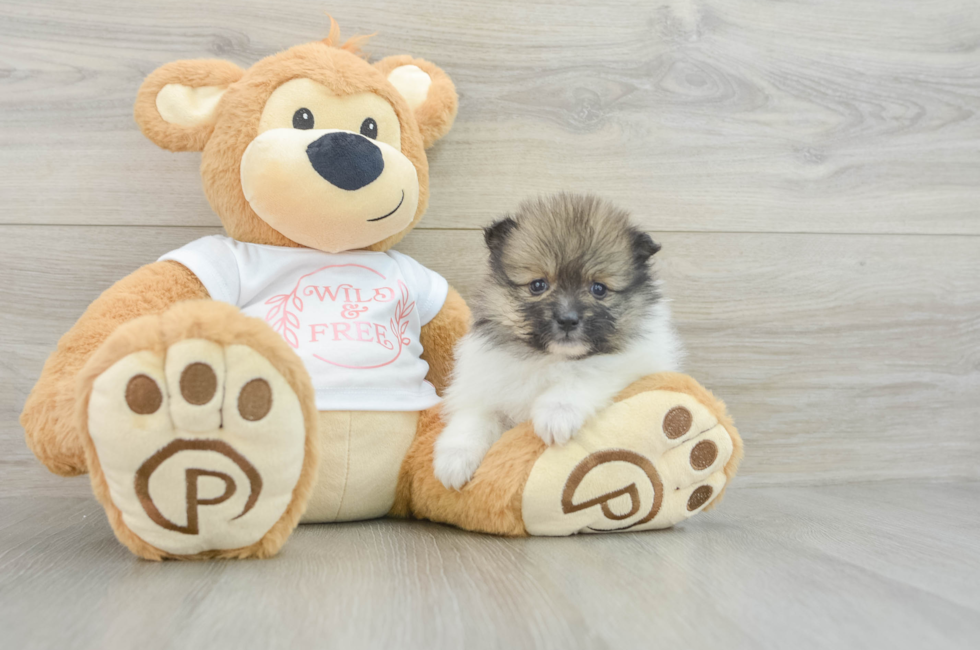 5 week old Pomeranian Puppy For Sale - Windy City Pups