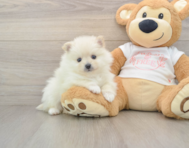 8 week old Pomeranian Puppy For Sale - Windy City Pups