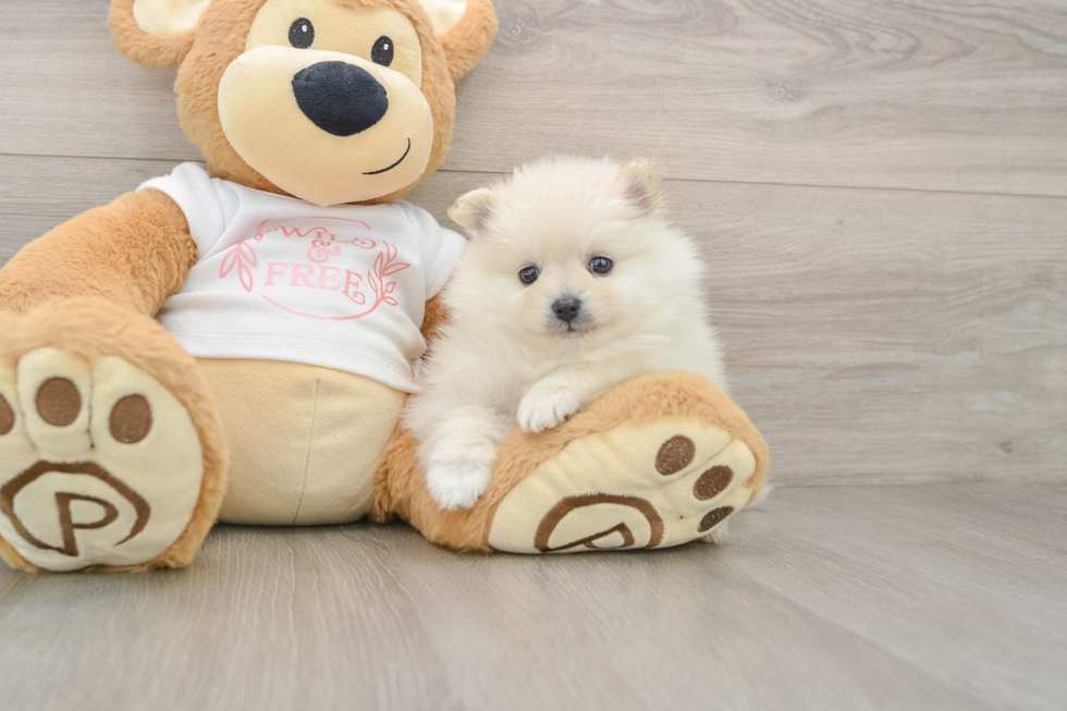 Little Pomeranian Purebred Pup
