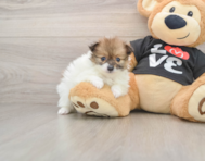 6 week old Pomeranian Puppy For Sale - Windy City Pups