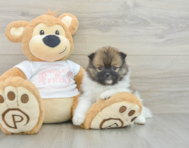 6 week old Pomeranian Puppy For Sale - Windy City Pups