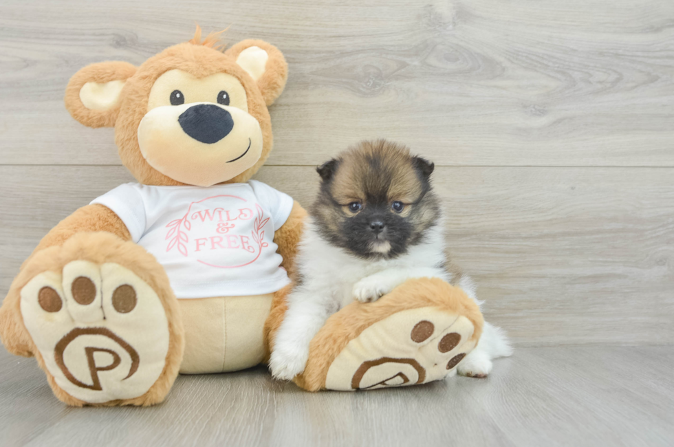 5 week old Pomeranian Puppy For Sale - Windy City Pups