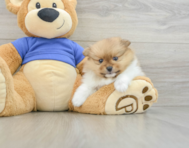 7 week old Pomeranian Puppy For Sale - Windy City Pups