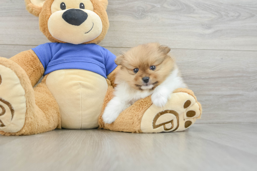 7 week old Pomeranian Puppy For Sale - Windy City Pups