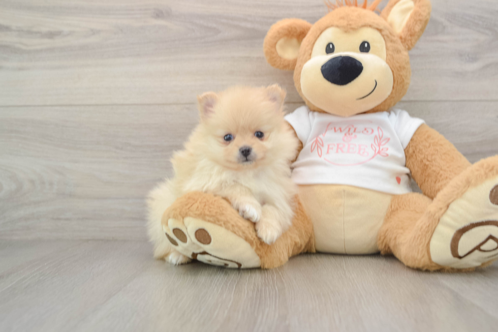 Pomeranian Pup Being Cute