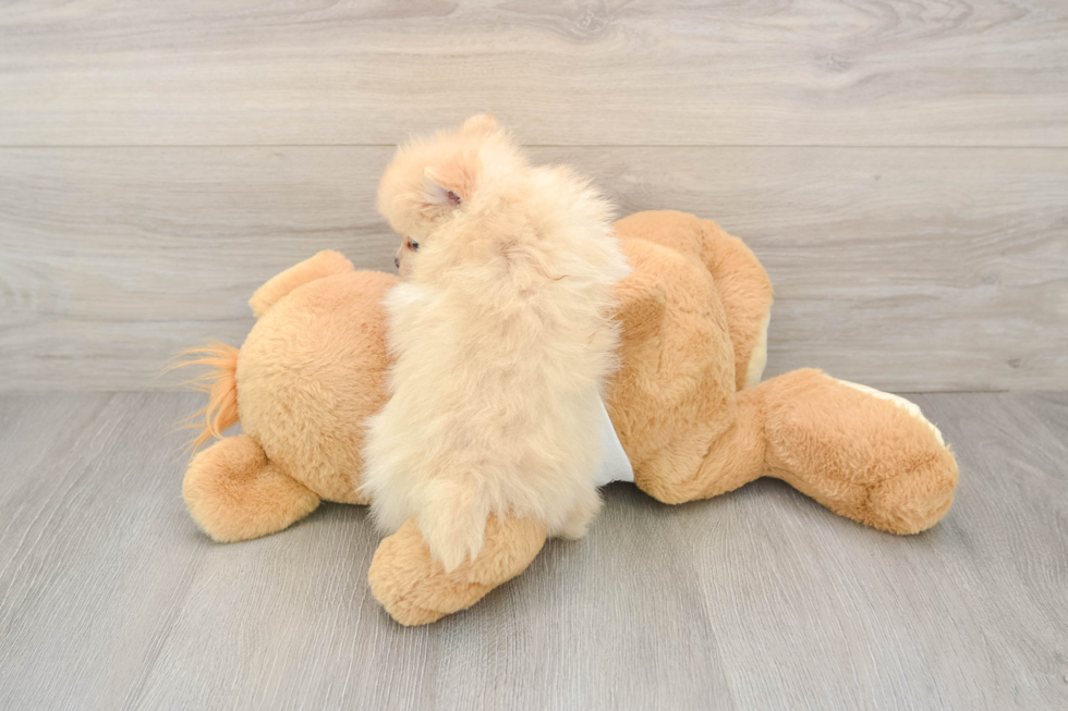 Best Pomeranian Baby