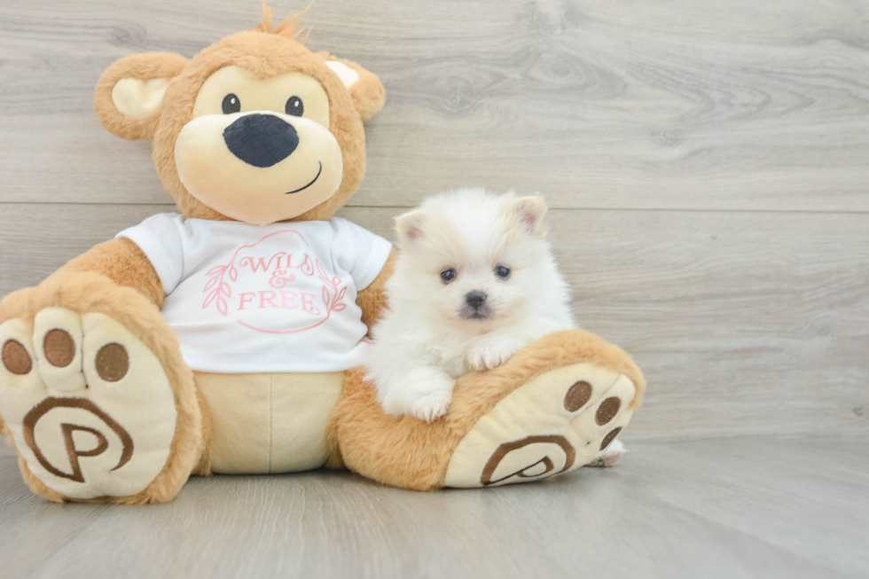 Pomeranian Puppy for Adoption