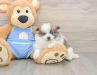 9 week old Pomeranian Puppy For Sale - Windy City Pups
