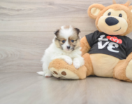 6 week old Pomeranian Puppy For Sale - Windy City Pups