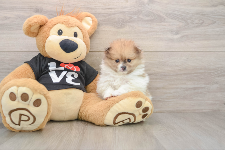 Energetic Pom Purebred Puppy