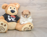 6 week old Pomeranian Puppy For Sale - Windy City Pups