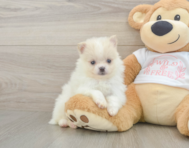 7 week old Pomeranian Puppy For Sale - Windy City Pups