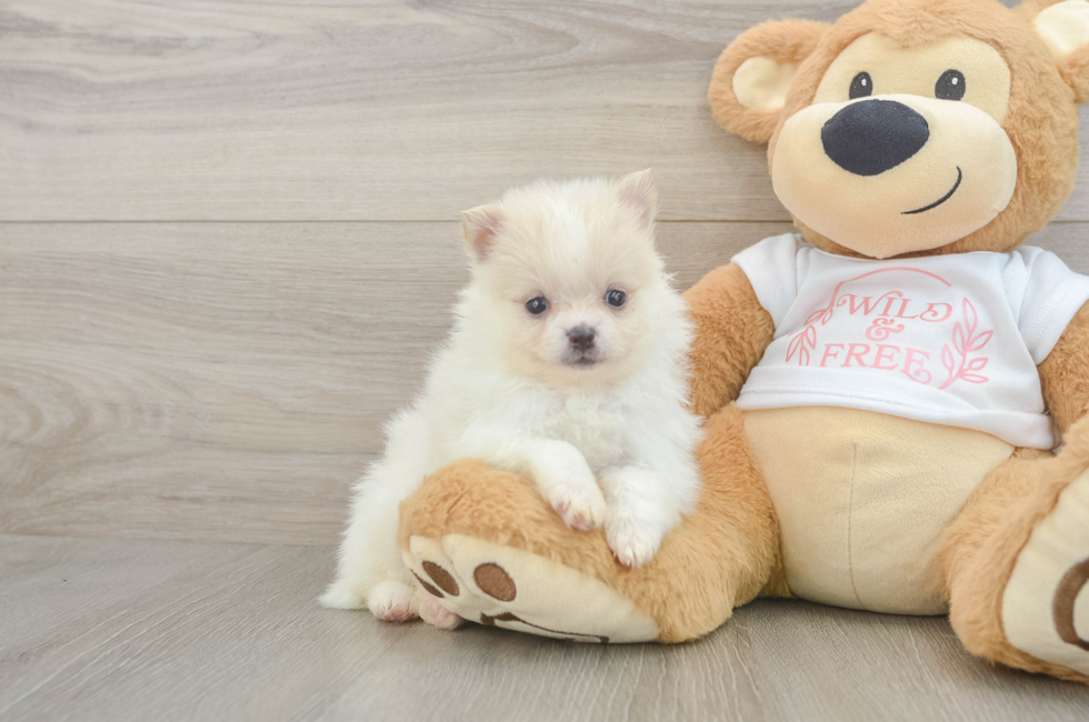 6 week old Pomeranian Puppy For Sale - Windy City Pups