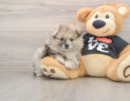 7 week old Pomeranian Puppy For Sale - Windy City Pups