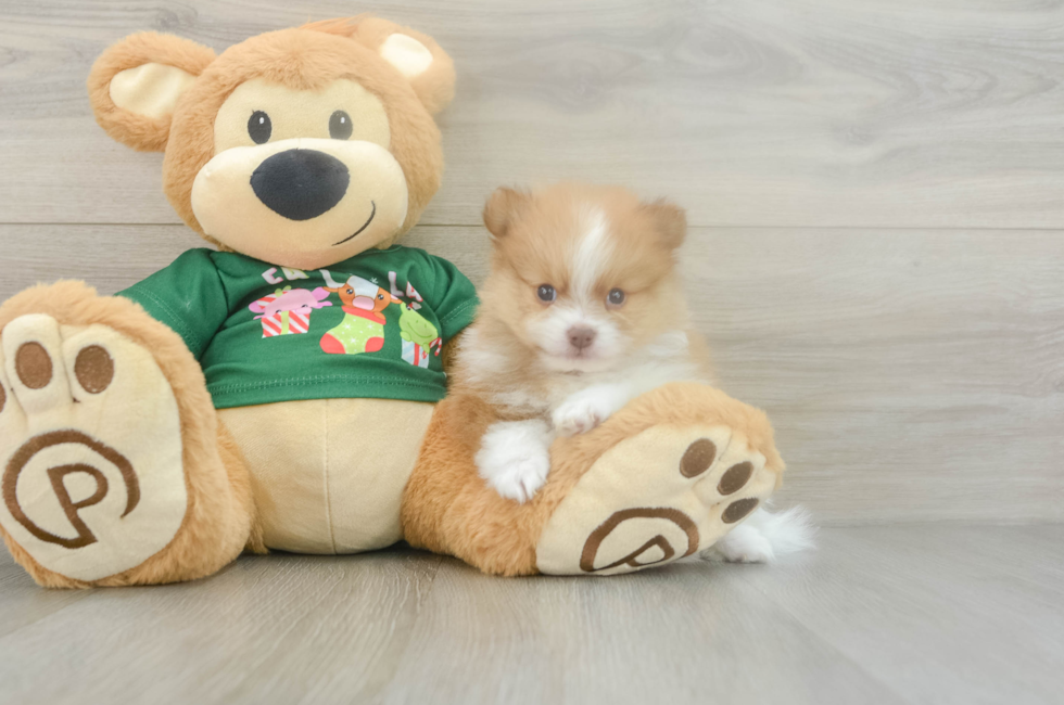 5 week old Pomeranian Puppy For Sale - Windy City Pups