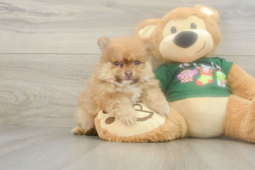 Best Pomeranian Baby