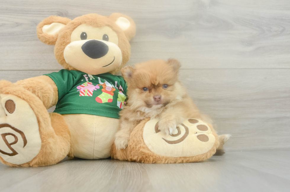 5 week old Pomeranian Puppy For Sale - Windy City Pups