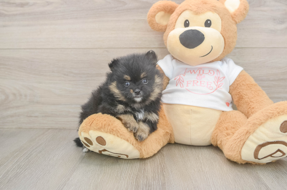 6 week old Pomeranian Puppy For Sale - Windy City Pups