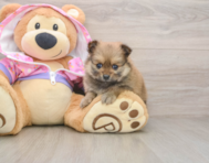 8 week old Pomeranian Puppy For Sale - Windy City Pups