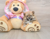 8 week old Pomeranian Puppy For Sale - Windy City Pups