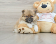 7 week old Pomeranian Puppy For Sale - Windy City Pups