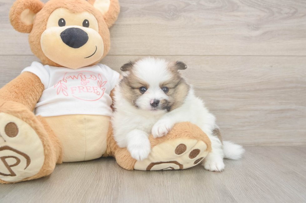 6 week old Pomeranian Puppy For Sale - Windy City Pups