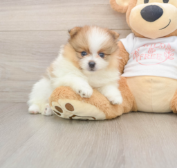 8 week old Pomeranian Puppy For Sale - Windy City Pups