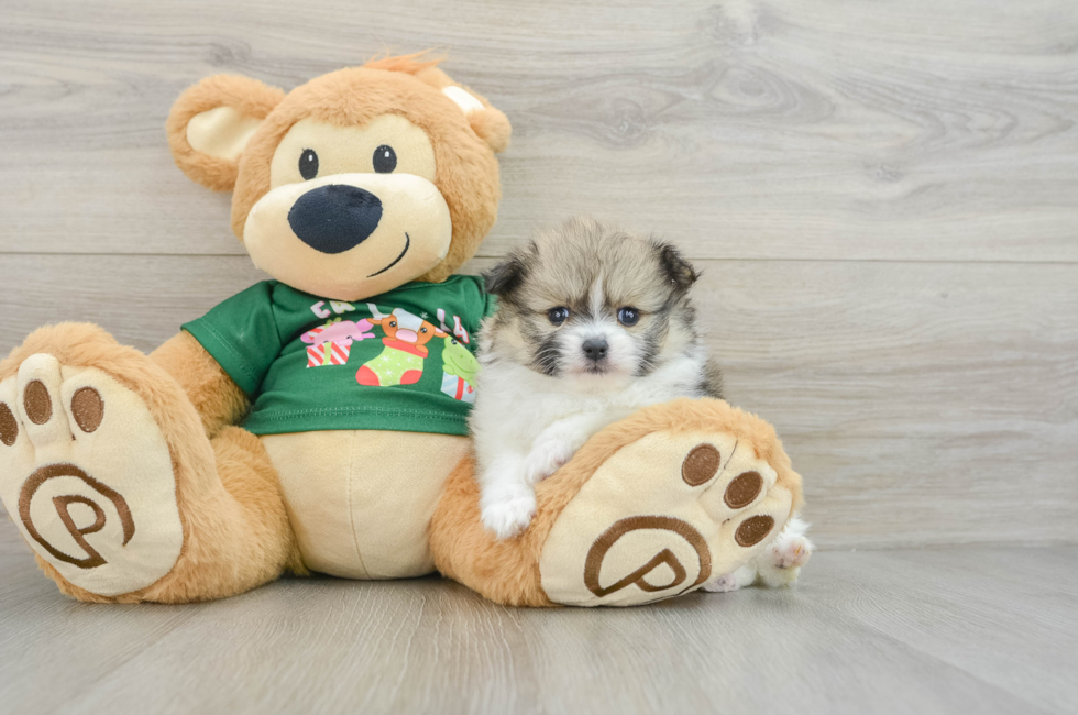 5 week old Pomeranian Puppy For Sale - Windy City Pups