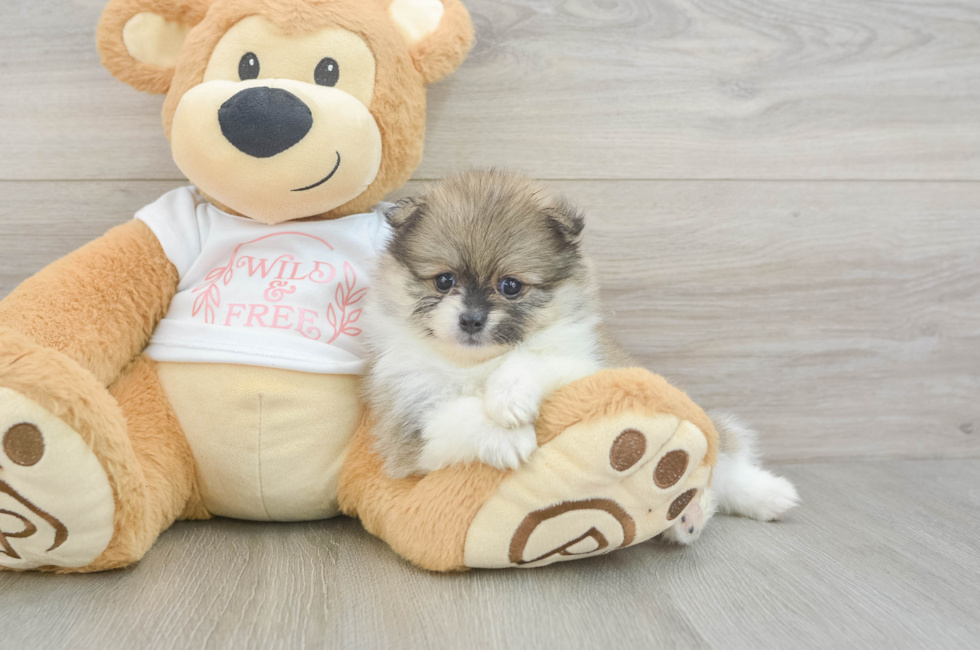 6 week old Pomeranian Puppy For Sale - Windy City Pups