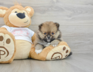 7 week old Pomeranian Puppy For Sale - Windy City Pups