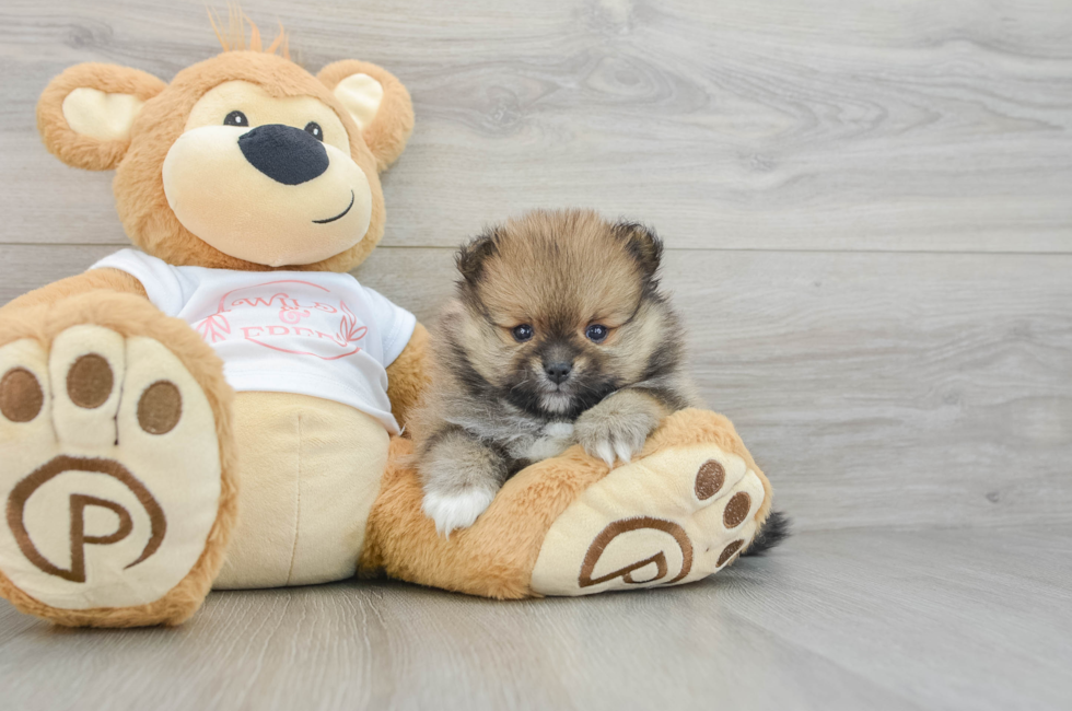 7 week old Pomeranian Puppy For Sale - Windy City Pups
