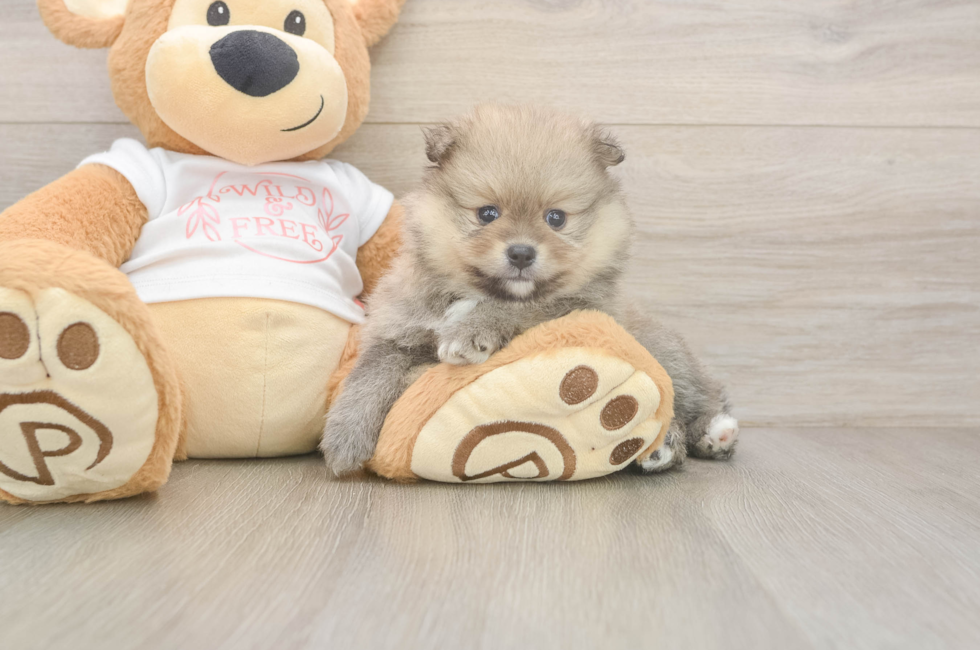 6 week old Pomeranian Puppy For Sale - Windy City Pups