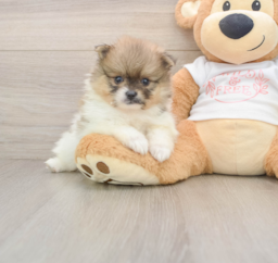 8 week old Pomeranian Puppy For Sale - Windy City Pups