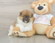 7 week old Pomeranian Puppy For Sale - Windy City Pups