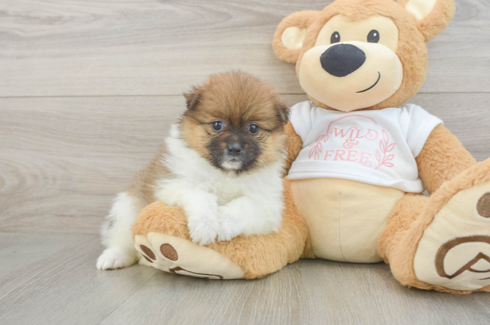 6 week old Pomeranian Puppy For Sale - Windy City Pups