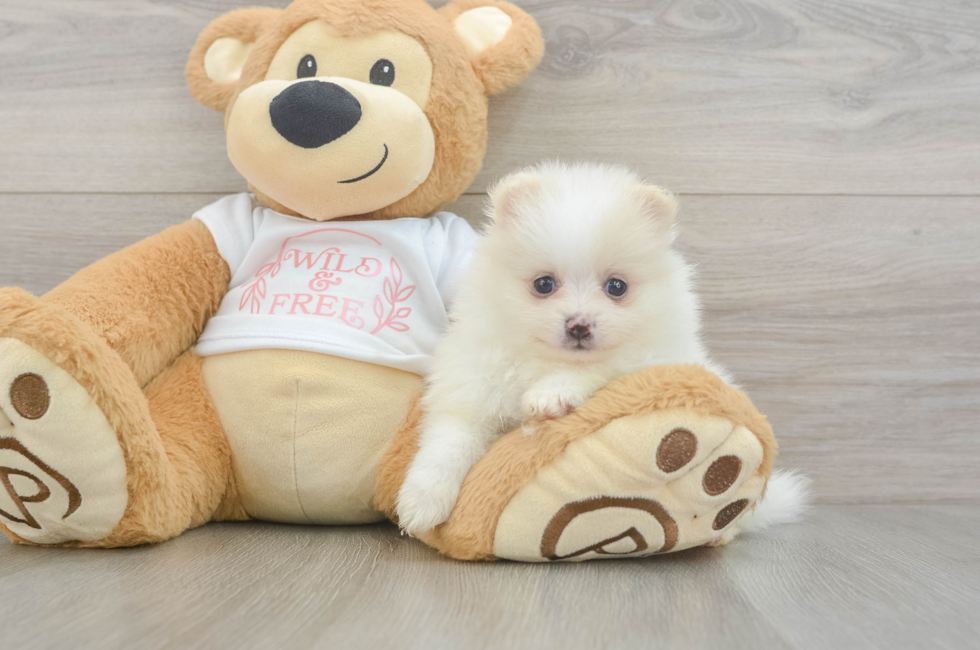 6 week old Pomeranian Puppy For Sale - Windy City Pups