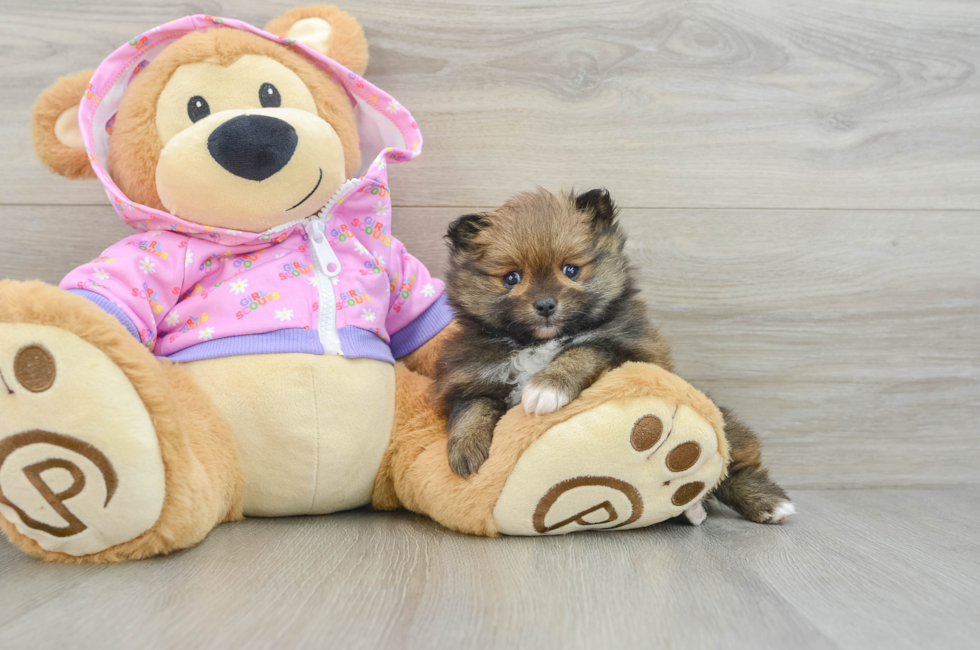 6 week old Pomeranian Puppy For Sale - Windy City Pups