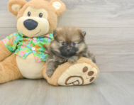 7 week old Pomeranian Puppy For Sale - Windy City Pups