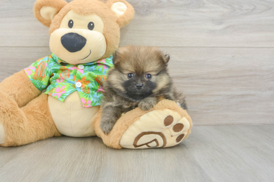 Best Pomeranian Baby