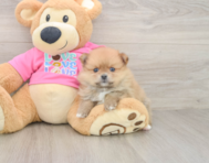 7 week old Pomeranian Puppy For Sale - Windy City Pups