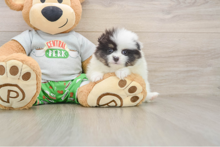 Pomeranian Puppy for Adoption