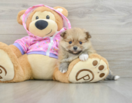 8 week old Pomeranian Puppy For Sale - Windy City Pups