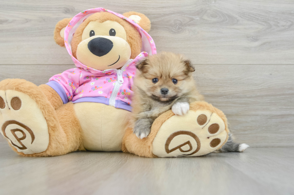 6 week old Pomeranian Puppy For Sale - Windy City Pups